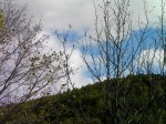 bosque 3 (1 de 1).jpg