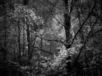 bosque (1 de 1).jpg