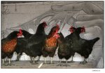 Las_gallinas_de_la_Vito.jpg