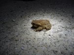 P1210227 Sapo.jpg