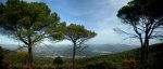 picadaspano8 (Medium).JPG