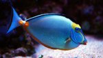peces-sistema-nervioso-anipedia1[1].jpg