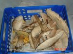 DSC03664.jpg