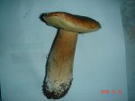 DSC03665.jpg