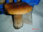 DSC03666.jpg