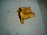 DSC03668.jpg