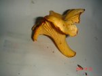 DSC03670.jpg