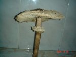 DSC03673.jpg