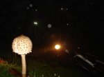DSC07859.jpg