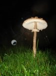 DSC07861.jpg