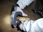 P1210991 Sapo 1.jpg