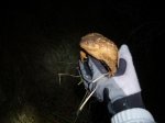 P1210995 Sapo 2.jpg