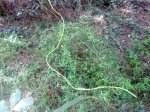 DSC00046.JPG