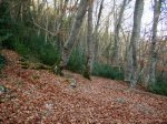 DSCF0341.JPG
