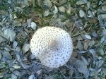 Salida  08- 11 - 2009 005.jpg