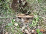 DSCN5337.jpg