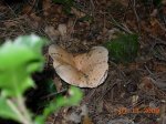 DSCN5338.jpg