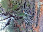 DSC00083.jpg