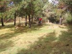 R3_21_Entre pinares.jpg
