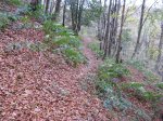 IMG_1349 (Large).JPG