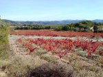 DSC03783.jpg