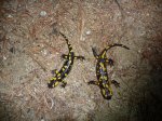 P1220579 Salamandras.jpg
