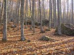 IMG_0062.jpg