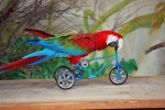 loro_en_bicicleta-640x640x80[1].jpg