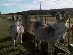 burros.jpg