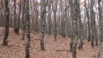 setas 004_800x449.jpg