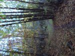 DSC00117 (Medium).JPG