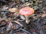 DSC02896.jpg