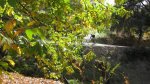 img3973f.jpg