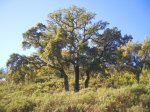 3arboles.JPG