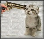 gato-muere1.jpg