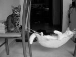 gato312.jpg