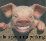 cerdo0133e copia.jpg