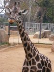 2009_1121ZOO20090273.jpg