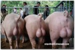animales divertidos (73)-optimizado[1].jpg