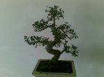 BONSAI.jpg