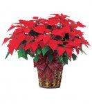 PLANTA.jpg