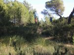 salida 06-12-09 079 [Desktop Resolution].jpg