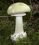 amanita phalloides.jpg
