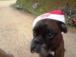 boxer.jpeg