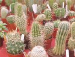 cactus1-783571.jpg