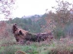 DSCN1774 (Large).JPG