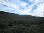 IMG_4918.jpg