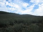 IMG_4919.jpg