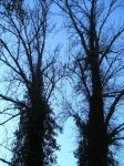 P1010019.jpg