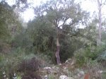 P1010025.jpg